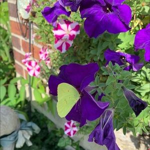 Meet your Posher, Shelley